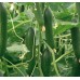 TELEGRAPH CUCUMBER -  Each  Pukekohe Grown